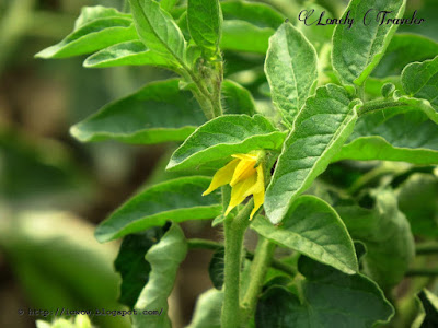 Tomato Solanum lycopersicum