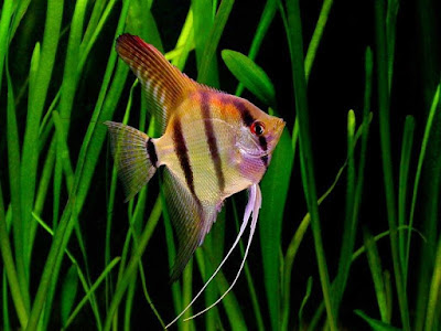 Angelfish / Manfish