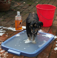 Mitzi having a bath