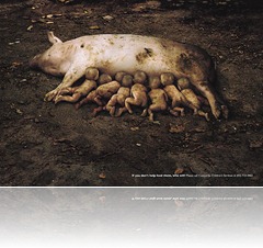 Piglets