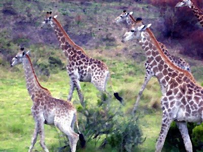 The giraffe is evidence for creation and a refutation of evolution