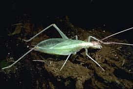 snowy tree cricket