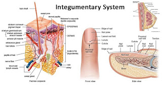 Contoh sistem integumen (kuku dan kulit)