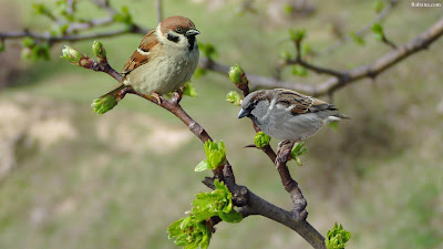 birds sitting on branch of a trees