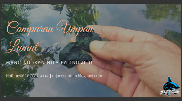 https://rajaessentsm.blogspot.com/2018/12/campuran-umpan-lumut-ikan-nila-paling-jitu.html