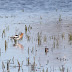 Canada 2018 - Ending the day at Hillman Marsh