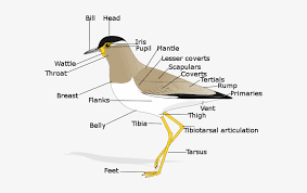 Morphology of Birds- Birds of India