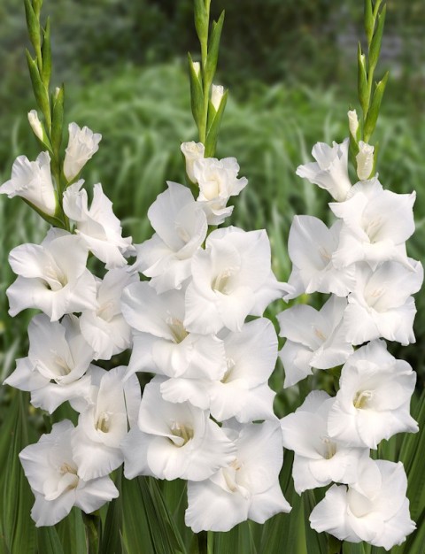 Pictures Of Flowers Gladiolus