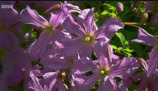 Summer flowering Clematis