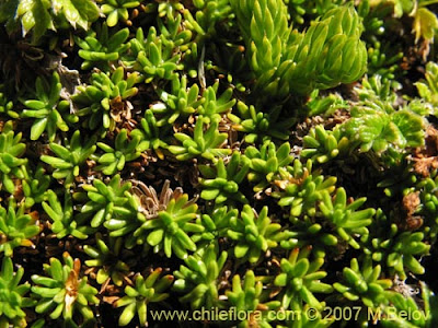 flora de las islas Malvinas