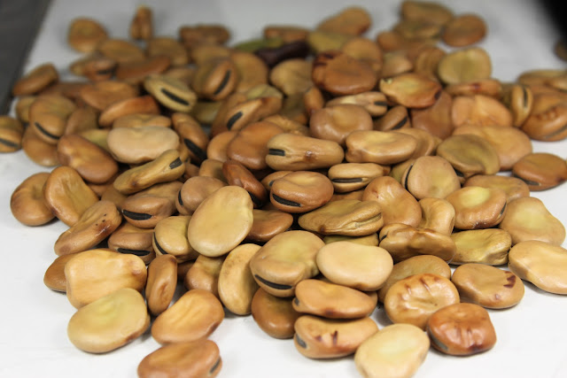 Broad beans, Fava beans, Faba beans