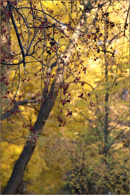 ogród botaniczny