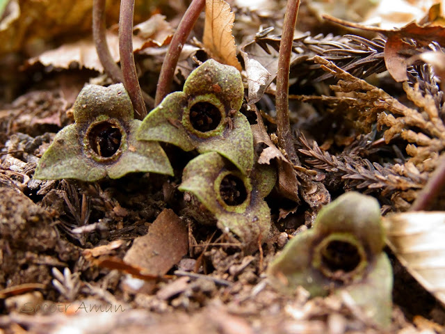 Asarum nipponicum