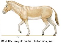 Equus