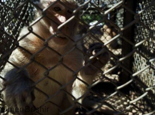 Thai vets are widely sterilized as tourists are terrorizing hungry monkeys in the city