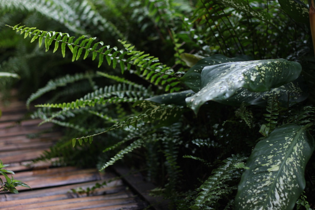green fern