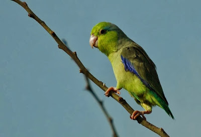 Pacific parrotlet