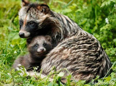 Raccoon Dog Pet - The Nature of these Exotic Animal