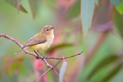 Burung mini paling kecil didunia