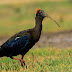 Red-naped ibis