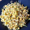 THIS IS THE BENEFITS OF SPROUTS FOR HEALTH