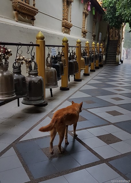 dogs at Wat Phra That Doi Sutep