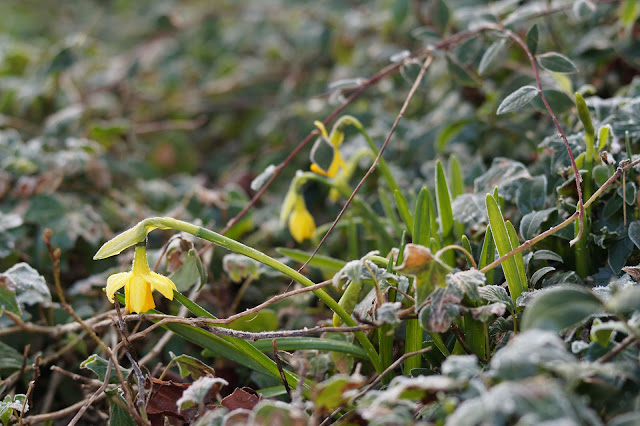 Cold frosty winter mornings in Norfolk countryside