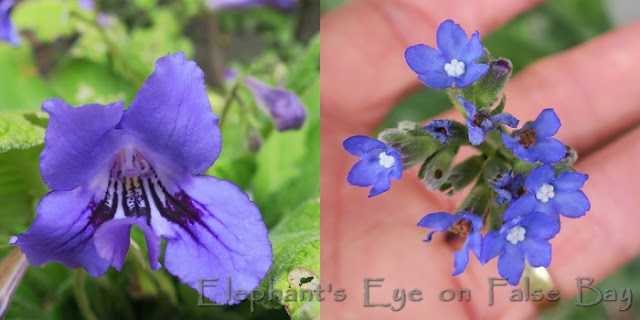 Streptocapus and Anchusa capensis