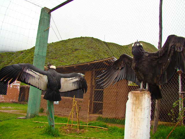 asas do condor