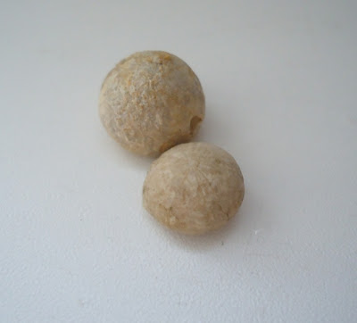 Two Fossils Sea Urchin Echinoid