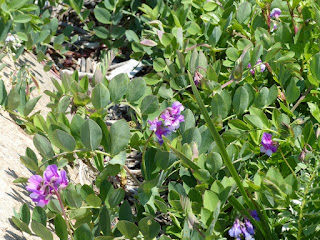 Gesse maritime - Pois de mer - Lathyrus japonicus - Lathyrus maritimus