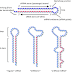 shRNA (Short-hairpin RNA) Struktur, Definisi, Mekanisme