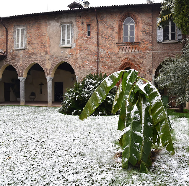 Il banano a MIlano sotto la neve