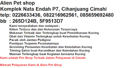 Jual Kucing Daerah Cimahi