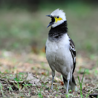 Suara burung jalak hongkong gacor mp3