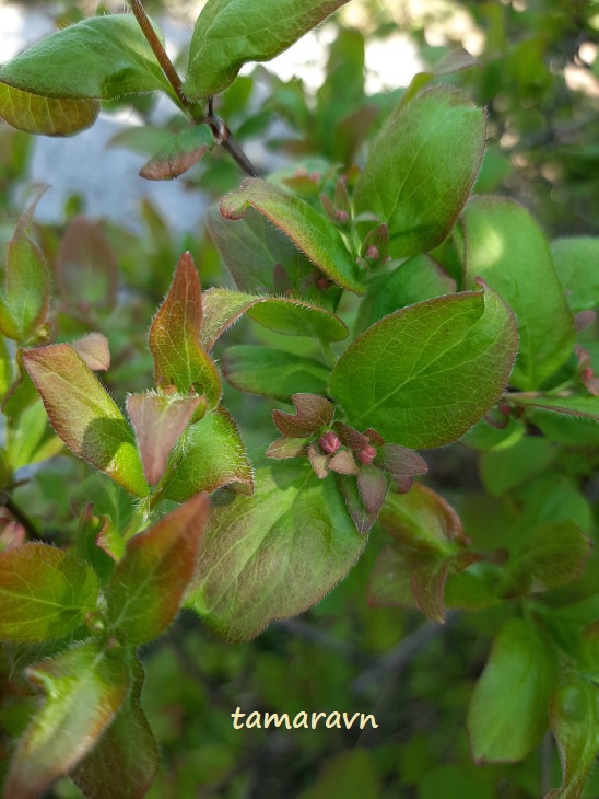 Абелия корейская / Забелия двуцветковая разновидность корейская (Abelia coreana, =Zabelia biflora var. coreana)