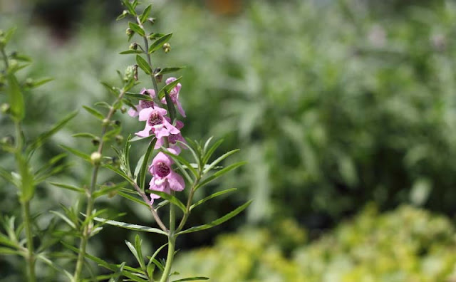 Angelonia Flowers Pictures