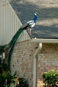 bird9