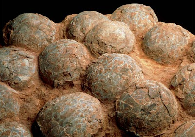 Fossil Dinosaur eggs