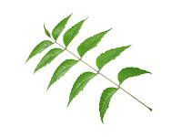 Neem leaf