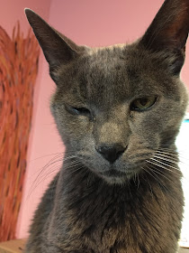 Grey cat stares at the camera