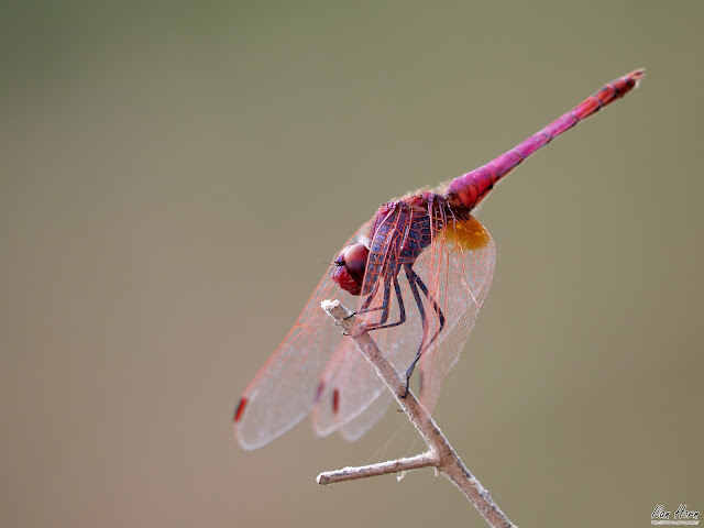 Dragonfly Portrait