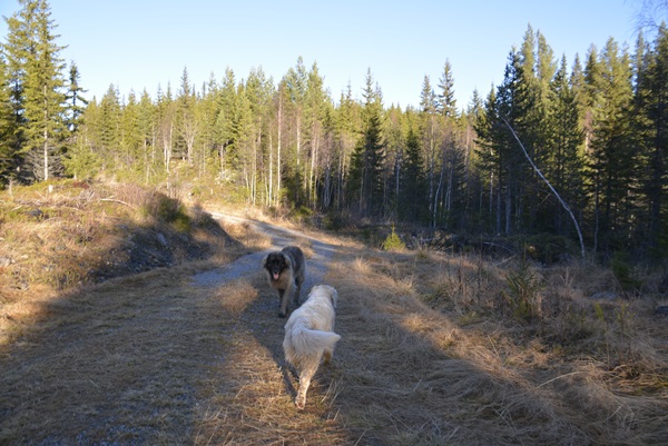 elvelangs hølera