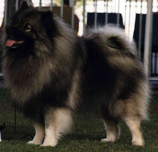 keeshond dog information pets puppy chien loup deutscher wolfsspitz german spitz