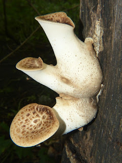 Polypore écailleux - Polyporus squamosus