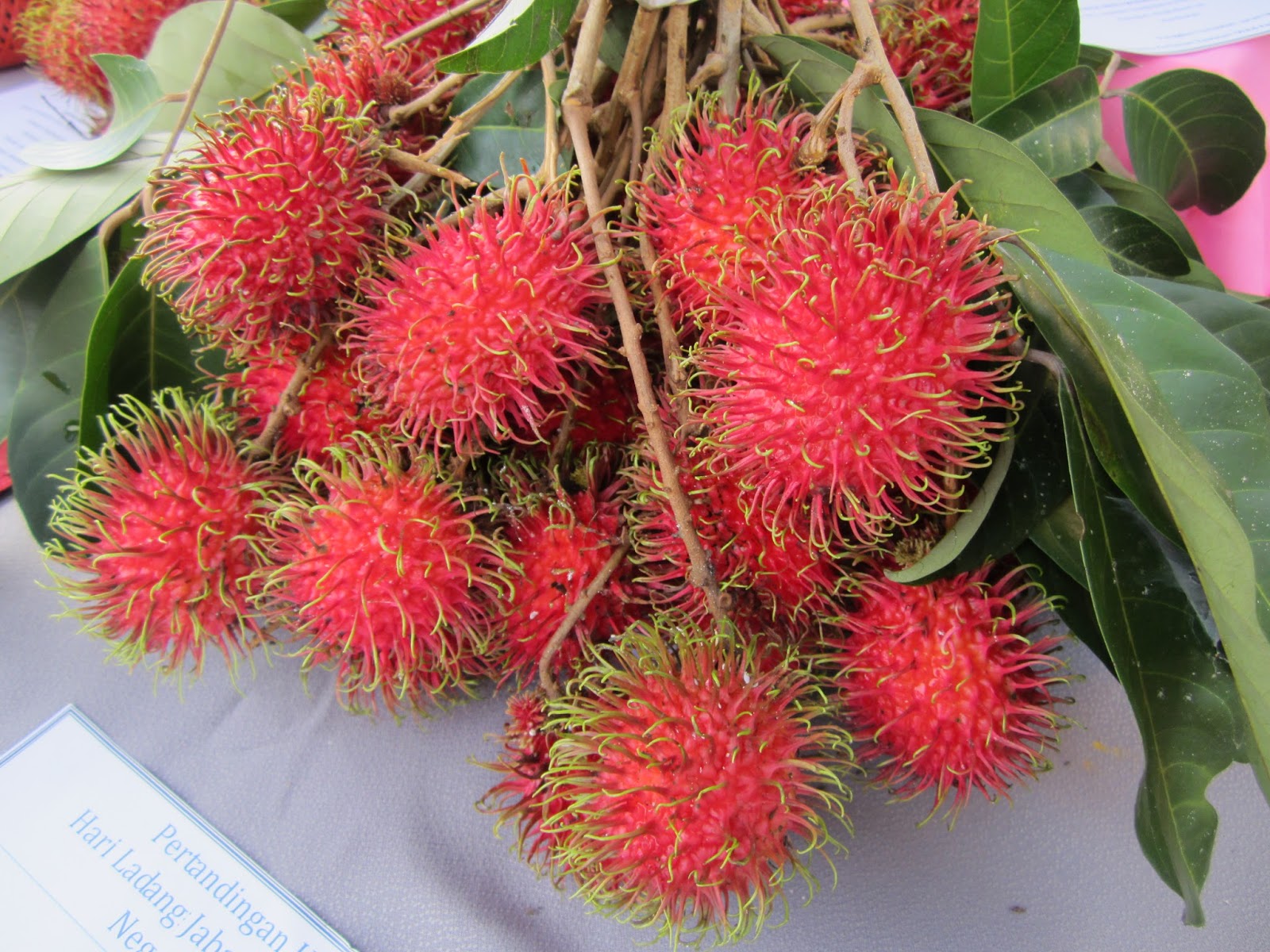Koleksi Gambar Pokok dan Tumbuhan Buah Rambutan Koleksi Gambar Pokok dan Tumbuhan Buah Rambutan