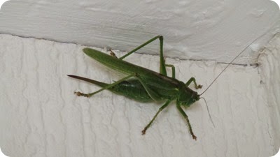 20140806_094527