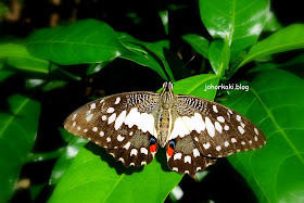 Entopia-Penang-Butterfly-Farm-Teluk-Bahang-Penang 