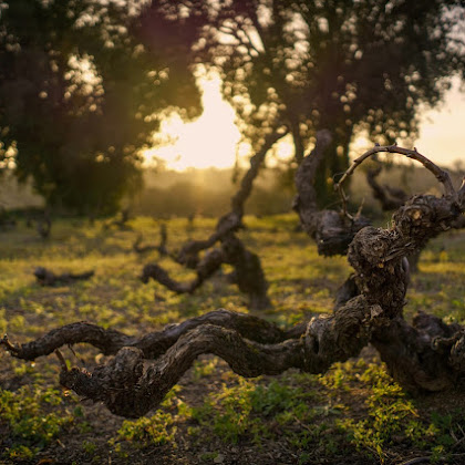 Vinhas velhas de Portalegre criam Série Ímpar Retorto 