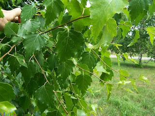 Betula pendula Roth - Abedul